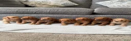 Cockapoo dogs for sale: Stunning F1 Cockapoo’s - Advert 1