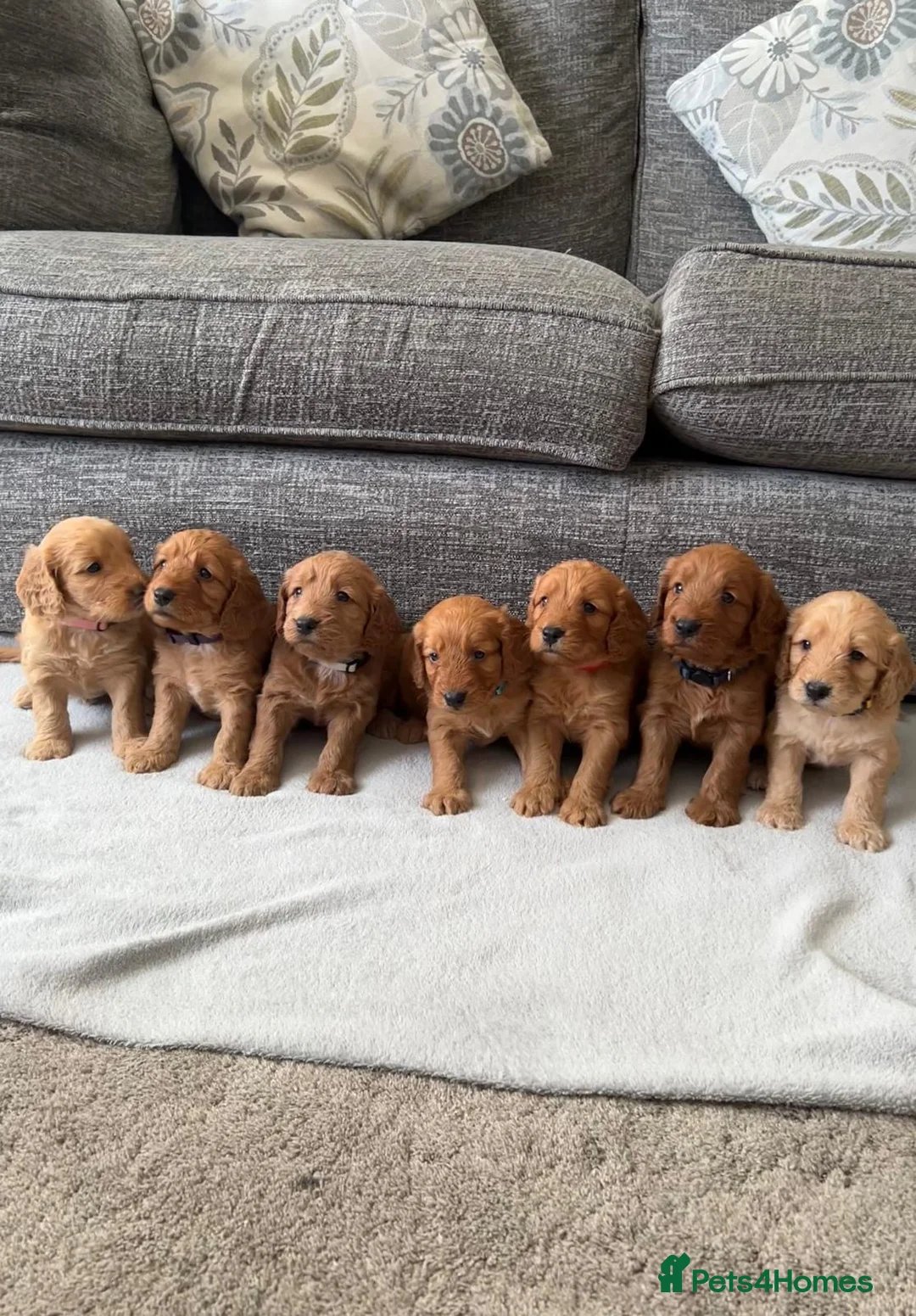 Cockapoo dogs for sale: Stunning F1 Cockapoo’s - Advert 1