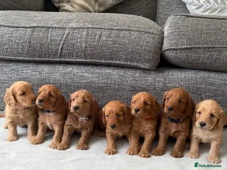 Cockapoo dogs Stunning F1 Cockapoo’s - Advert 1