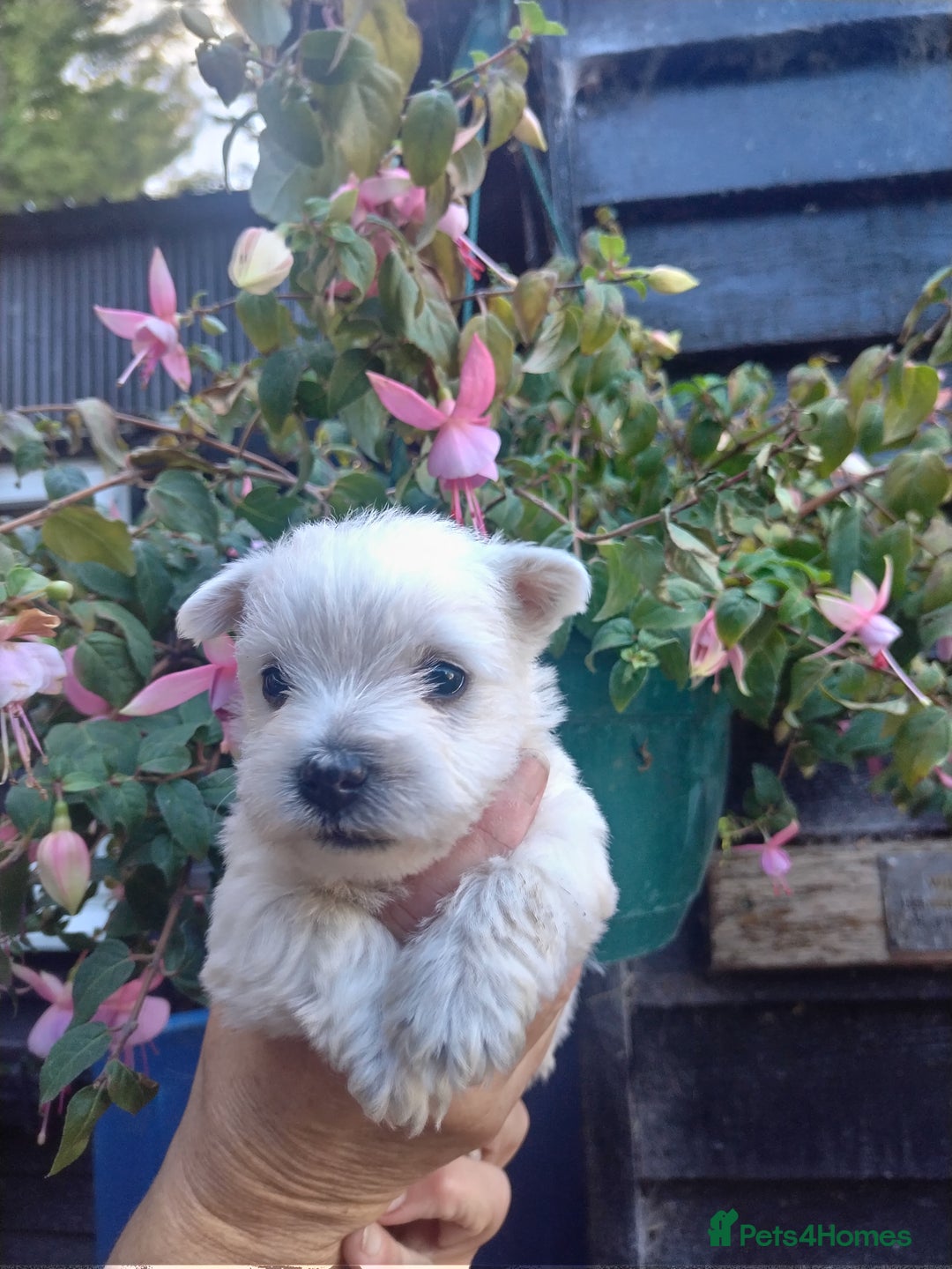 West Highland Terrier dogs for sale: Gorgeous KC registered Westie pups - Image 9