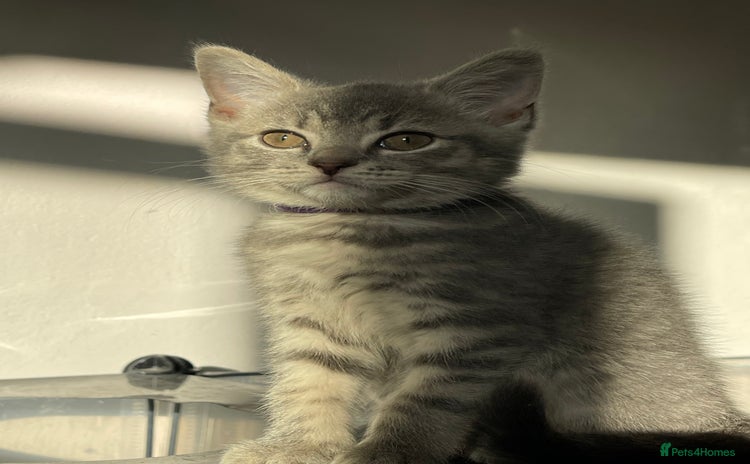 British Shorthair cats - Advert 5