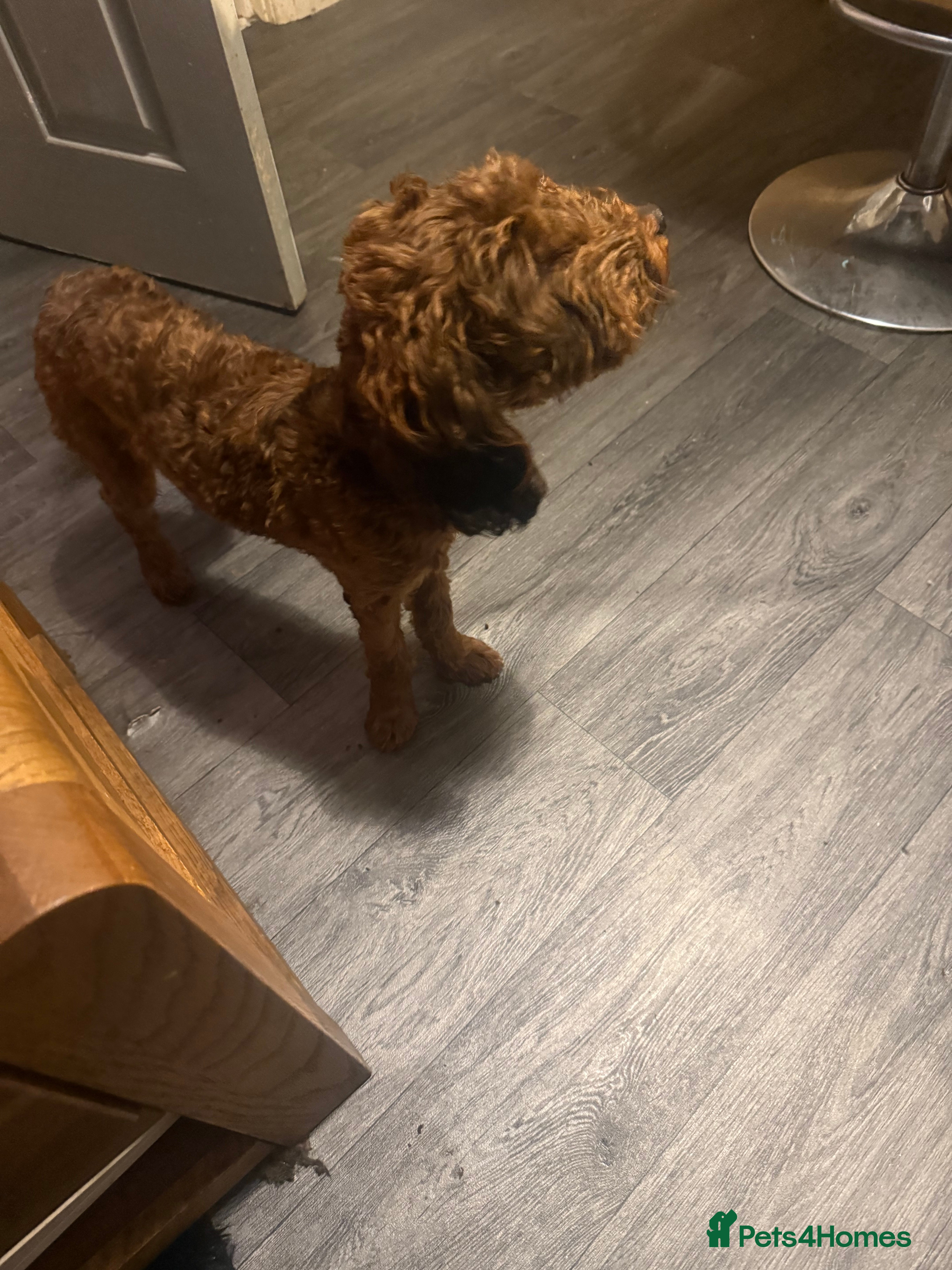 Cockapoo dogs Millie - Advert 1