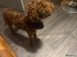 Cockapoo dogs Millie - Advert 1