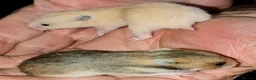 Hamster rodents for sale: Young Syrian Hamsters in Crowborough - Advert 16