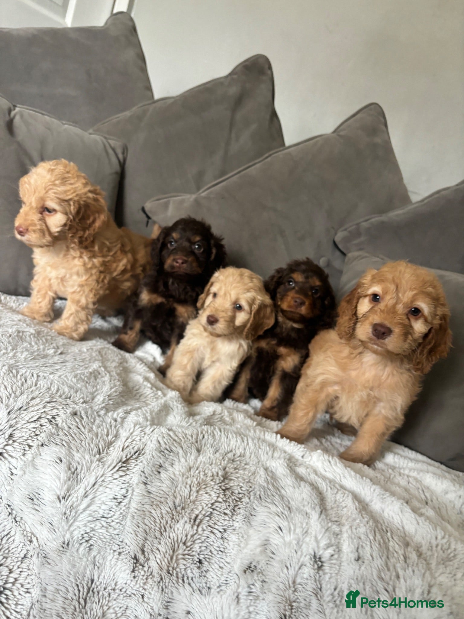 Cockapoo dogs Beautiful Cockapoo puppies  - Advert 18