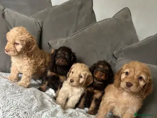 Cockapoo dogs Beautiful Cockapoo puppies - Advert 18