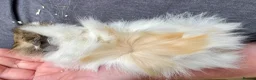 Guinea Pig rodents for sale: 10 week old male guinea pigs in Torrington - Advert 4