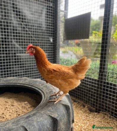 Chickens poultry POL Chickens - Laying Hens - Advert 1
