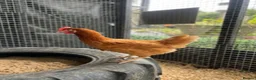 Chickens poultry for sale: POL Chickens - Laying Hens - Advert 1