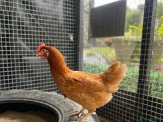 Chickens poultry POL Chickens - Laying Hens - Advert 1