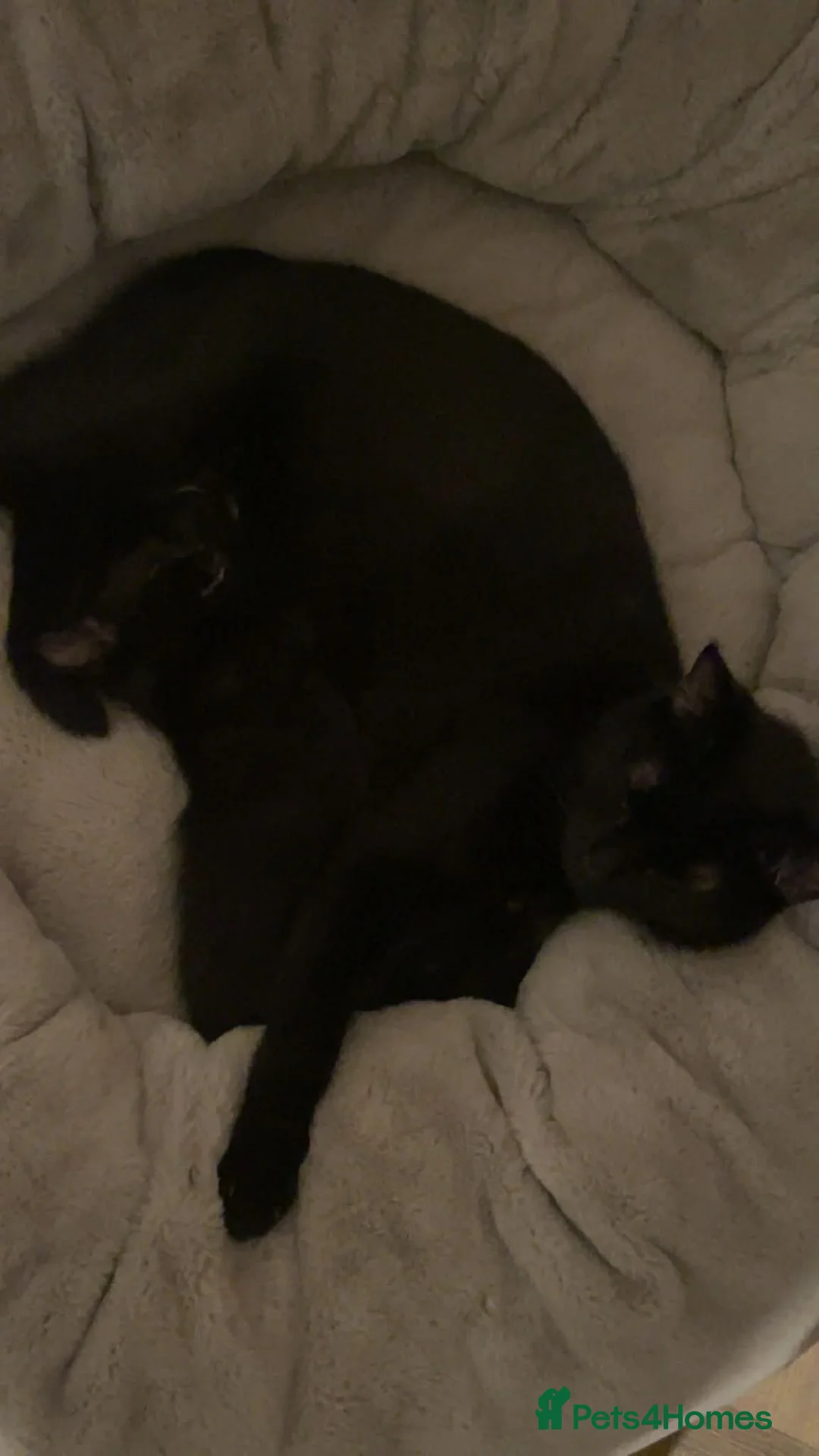 European cats for sale: Cats for sale  - Advert 5