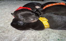 Mixed Breed dogs for sale: Cane corso mix Akita  - Image 11