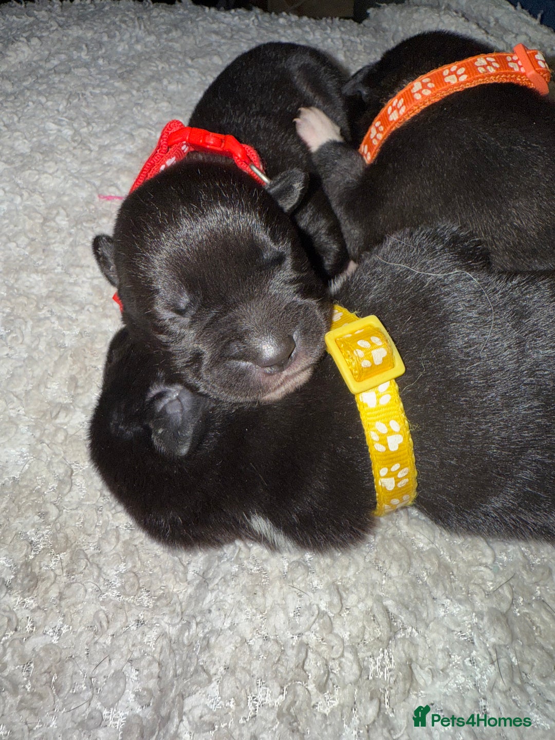Mixed Breed dogs for sale: Cane corso mix Akita  - Image 11