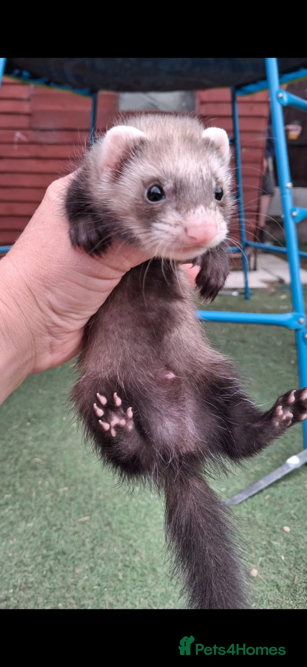 Ferret rodents for sale: Ferret kits in Doncaster - Advert 4