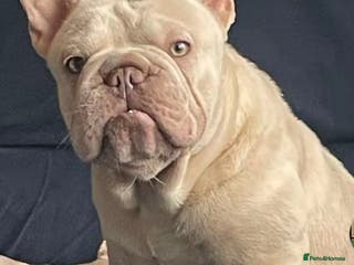 French Bulldog dogs Cryptic Merle platinum French bulldog - Advert 1