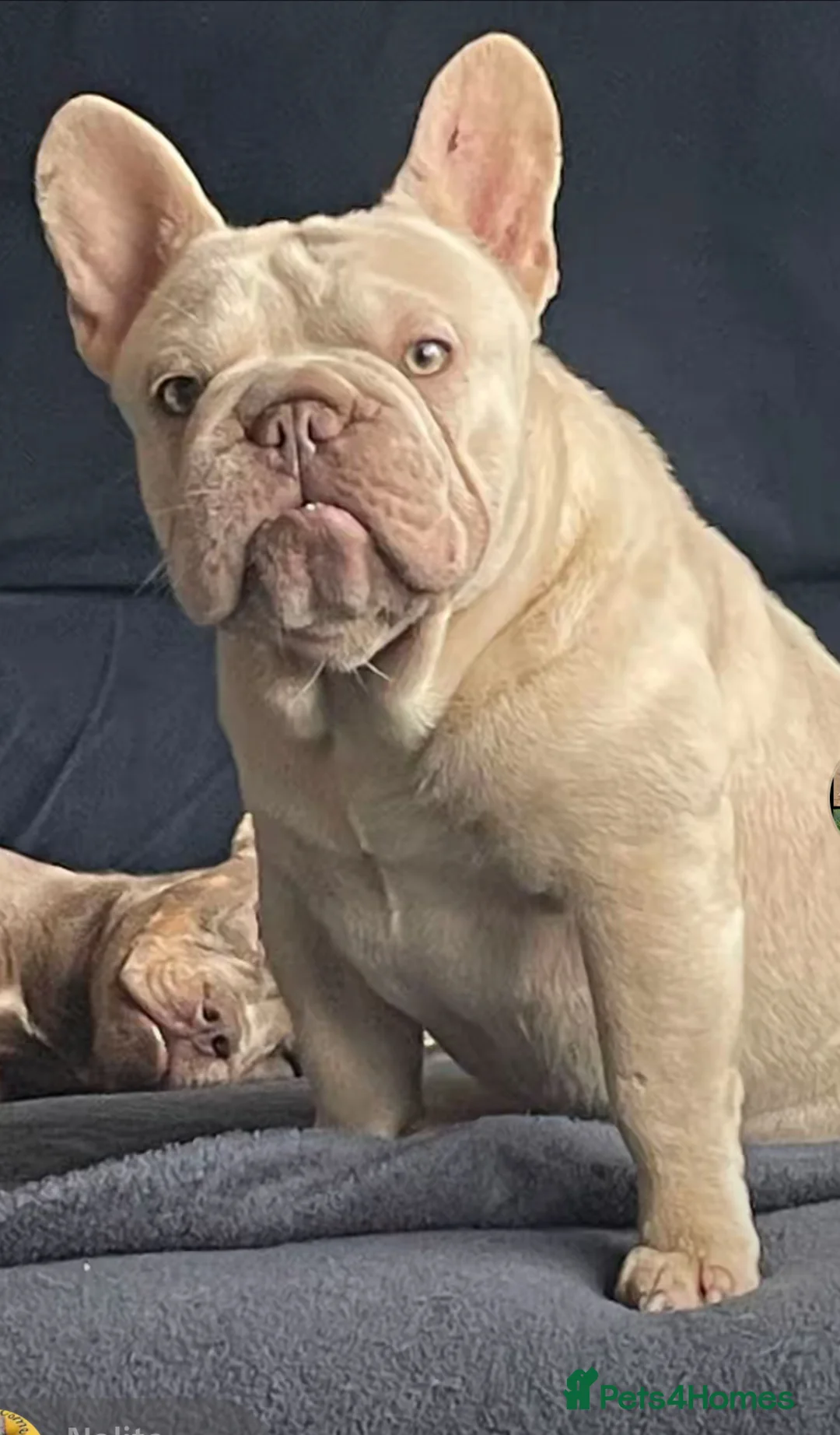 French Bulldog dogs for stud: Cryptic Merle platinum French bulldog  - Advert 1