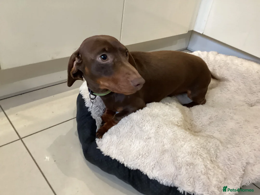 Miniature Dachshund dogs for stud: KC reg Miniature Dachshund Stud DNA tested in Leicester - Advert 2