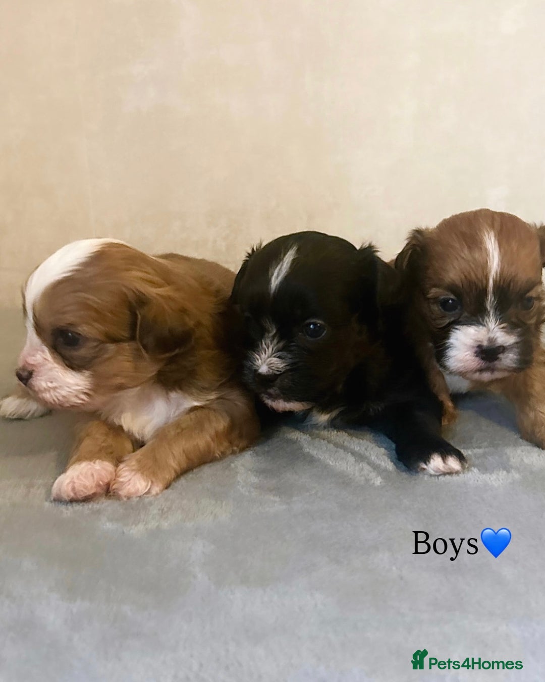 Shihpoo dogs for sale: Gorgeous Shihpoos for sale  - Advert 7