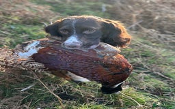 English Springer Spaniel dogs for sale: KC Working Springer Spaniel Puppies - Image 17