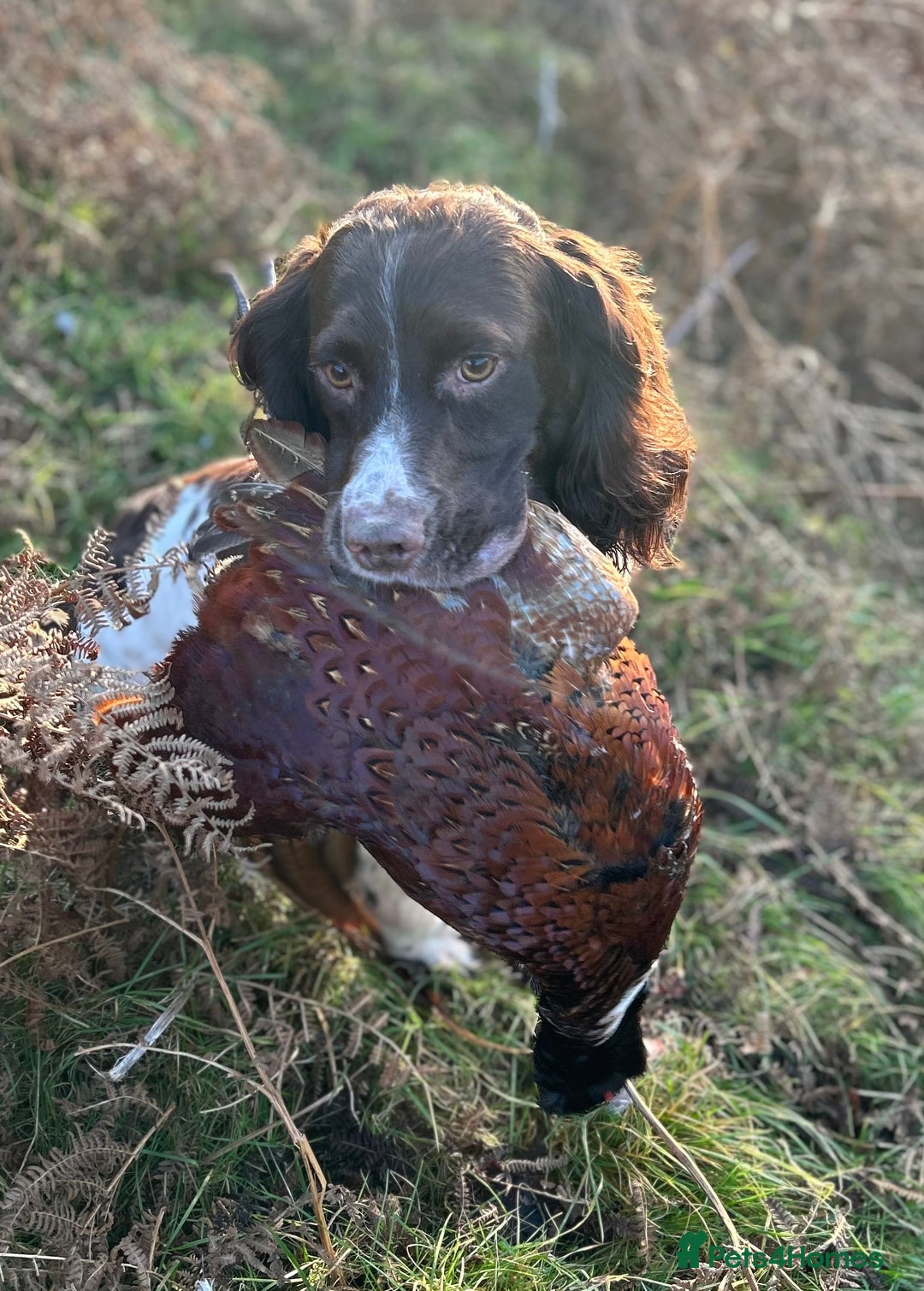 English Springer Spaniel dogs for sale: KC Working Springer Spaniel Puppies - Image 17