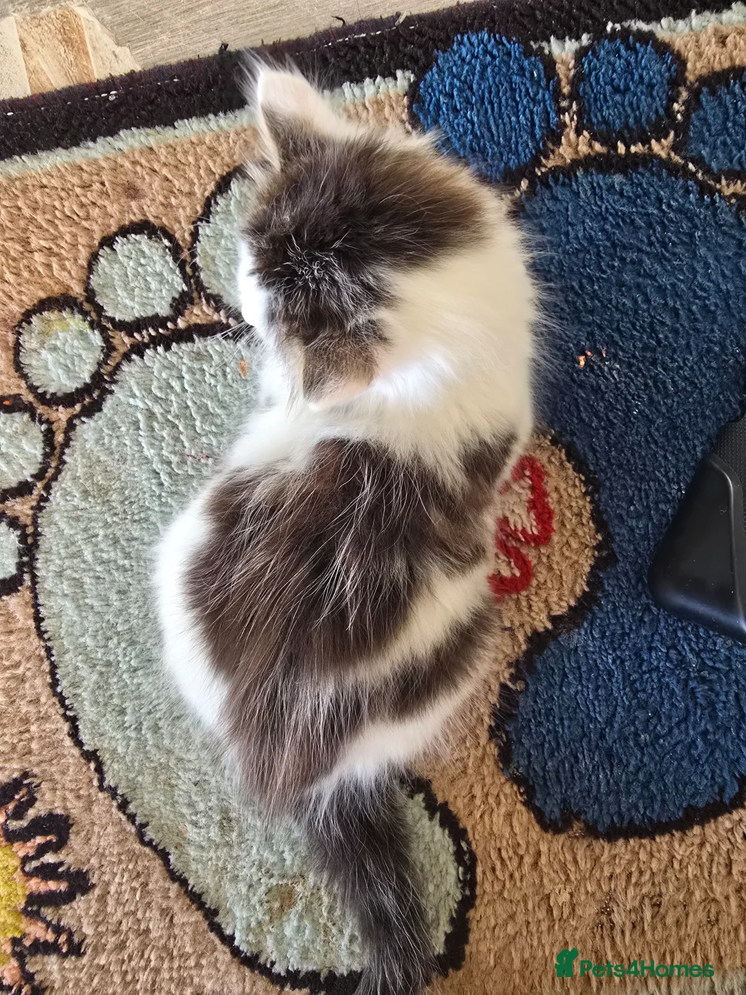 Mixed Breed cats for sale: 1 Adorable 9-Week-Old Kitten for Sale - Advert 19