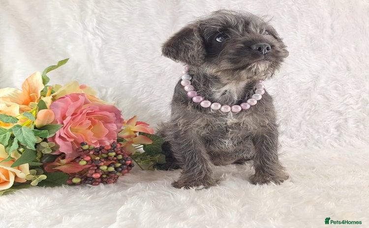 Mixed Breed dogs - Advert 3