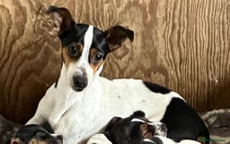 Jack Russell dogs for sale: Jack Russell Pup - Advert 1
