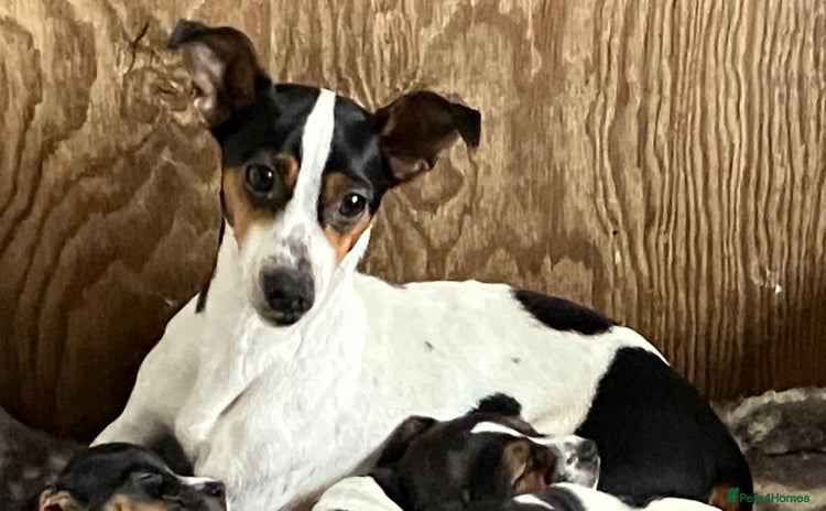 Jack Russell dogs Jack Russell Pup - Advert 1