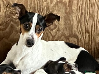 Jack Russell dogs for sale: Jack Russell Pup - Advert 1