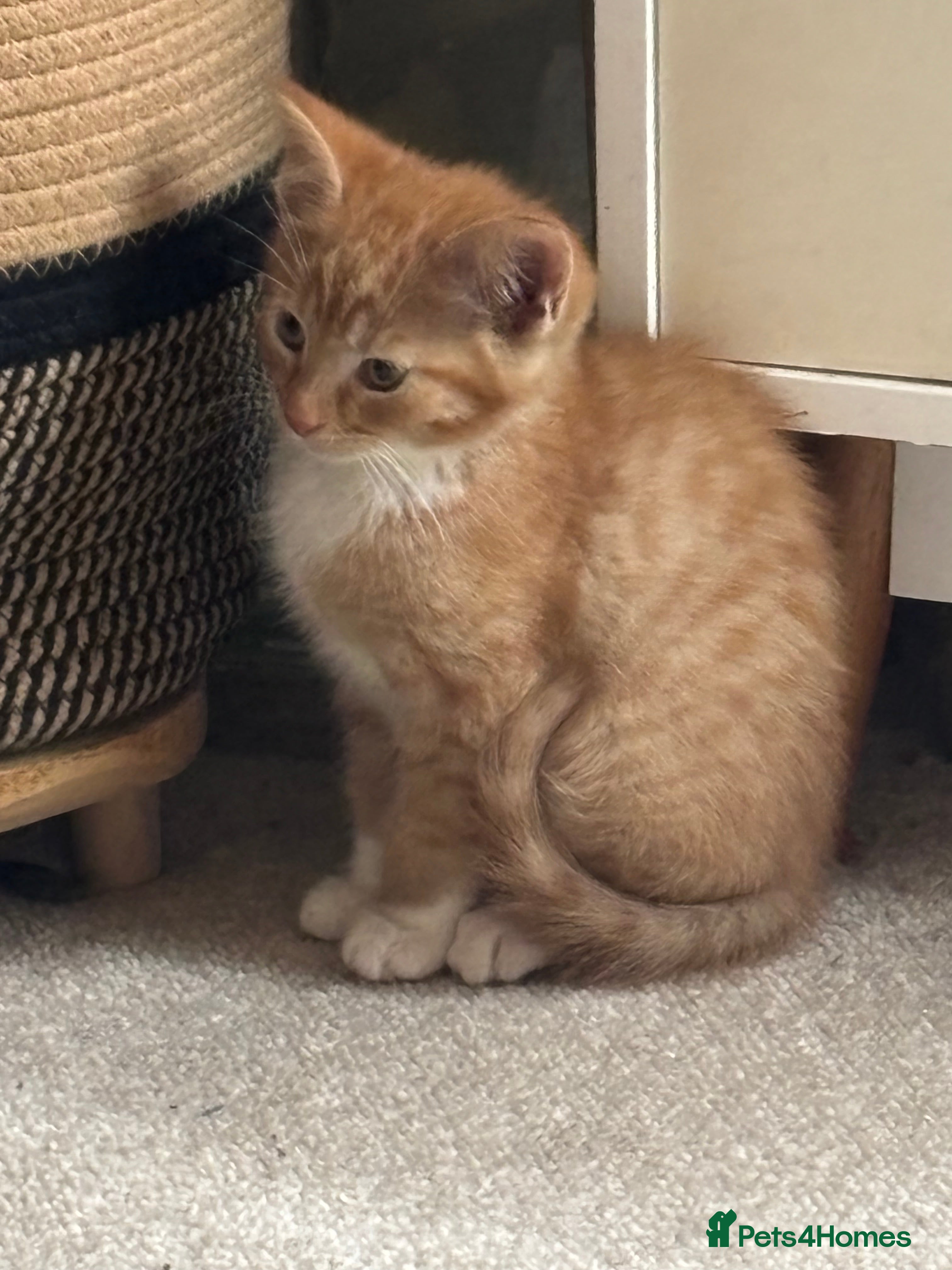 Mixed Breed cats Maine coon cross kittens ***ONLY TWO LEFT!!!** - Advert 3