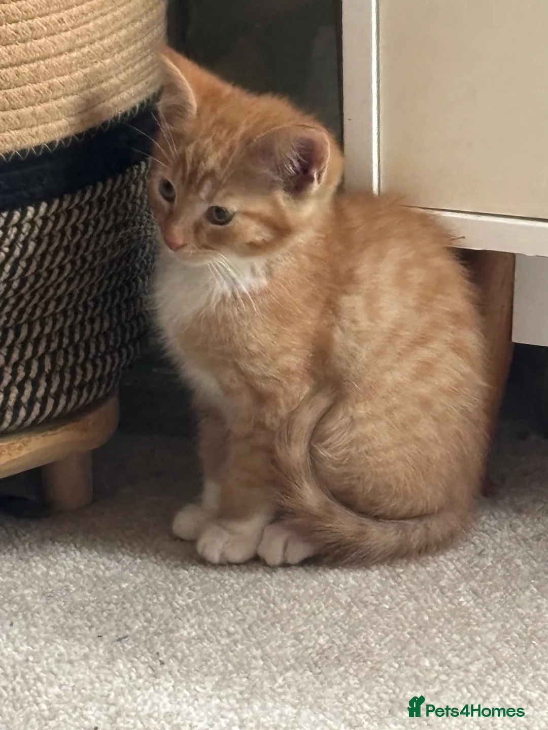 Mixed Breed cats for sale: Maine coon cross kittens ***ONLY ONE BOY LEFT!* - Advert 1