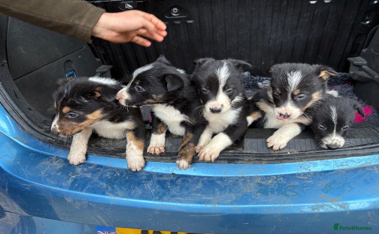 Border Collie dogs - Advert 3