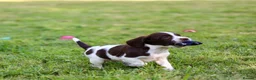 English Springer Spaniel dogs for sale: Kc registered English springer spaniel pups - Advert 7
