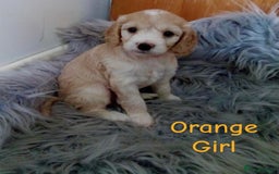 Cockapoo dogs for sale: ⭐️VERY RARE TOY Cockapoo Puppies⭐️🐶 - Image 23