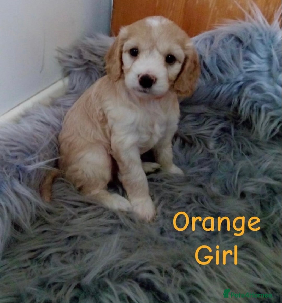 Cockapoo dogs for sale: ⭐️VERY RARE TOY Cockapoo Puppies⭐️🐶 - Image 23
