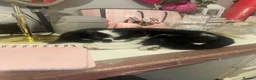 Mixed Breed cats for sale: Black and white tuxedo female with golden eyes  - Advert 3