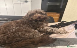 Mixed Breed dogs for sale: Beautiful Puppies x7 - Advert 2