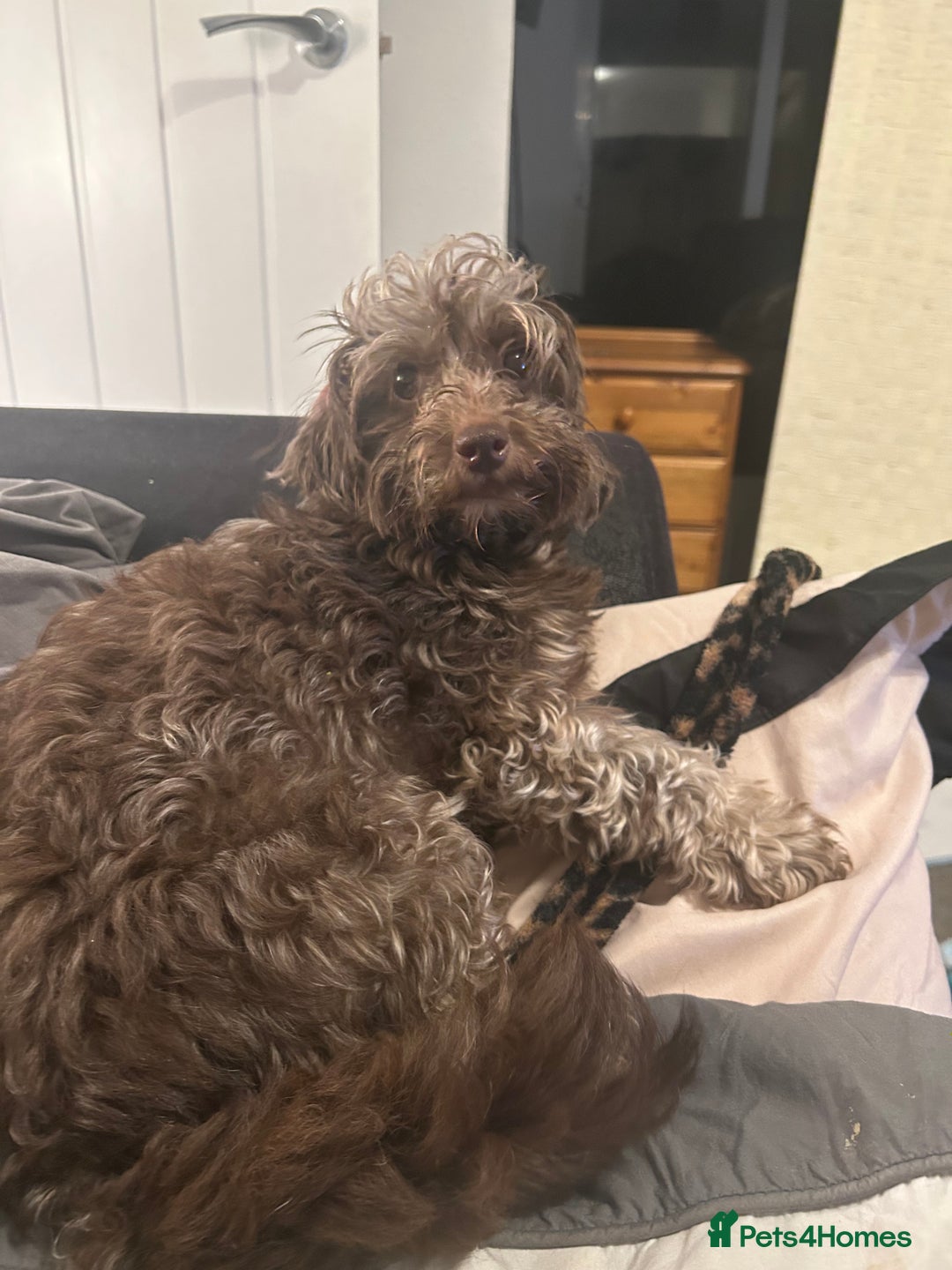 Mixed Breed dogs for sale: Beautiful Puppies x7 - Advert 2