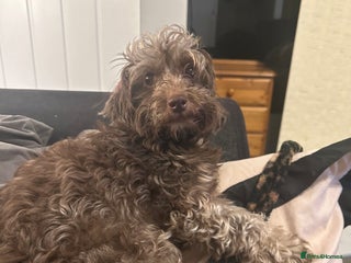 Mixed Breed dogs Beautiful Puppies x7 - Advert 16