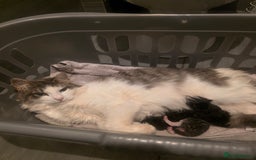 Domestic Shorthair cats for sale: Three beautiful boys ready to leave  - Image 5