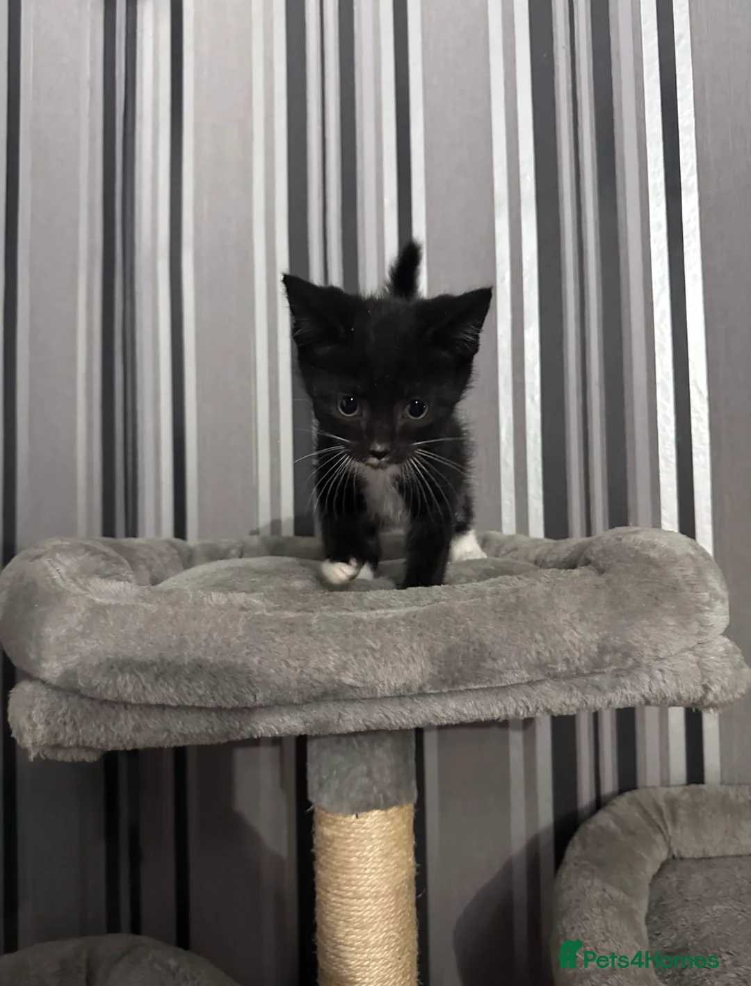 Domestic Shorthair cats for sale: Kittens looking for homes  in Rossendale - Advert 2