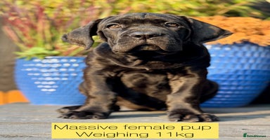 Mixed Breed dogs - Advert 12