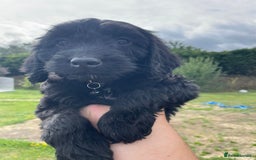 Cockapoo dogs for sale: Beautiful Cockapoo Puppies  - Image 7
