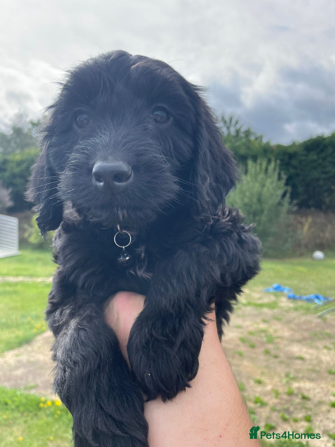 Cockapoo dogs for sale: Beautiful Cockapoo Puppies  - Image 7