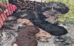 Toy Poodle dogs for sale: Mikipoos  - Image 5