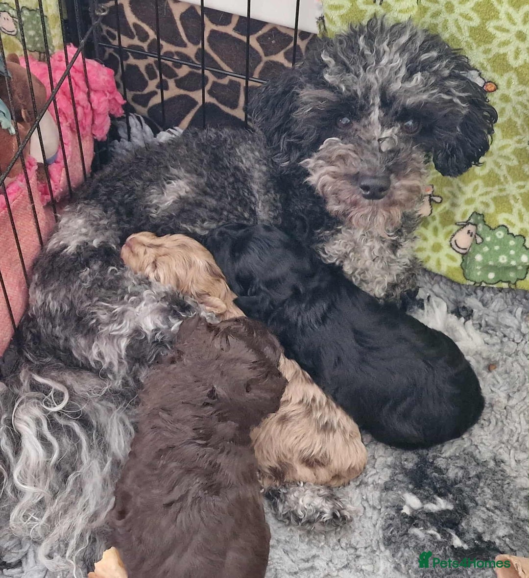 Toy Poodle dogs for sale: Mikipoos  - Image 5