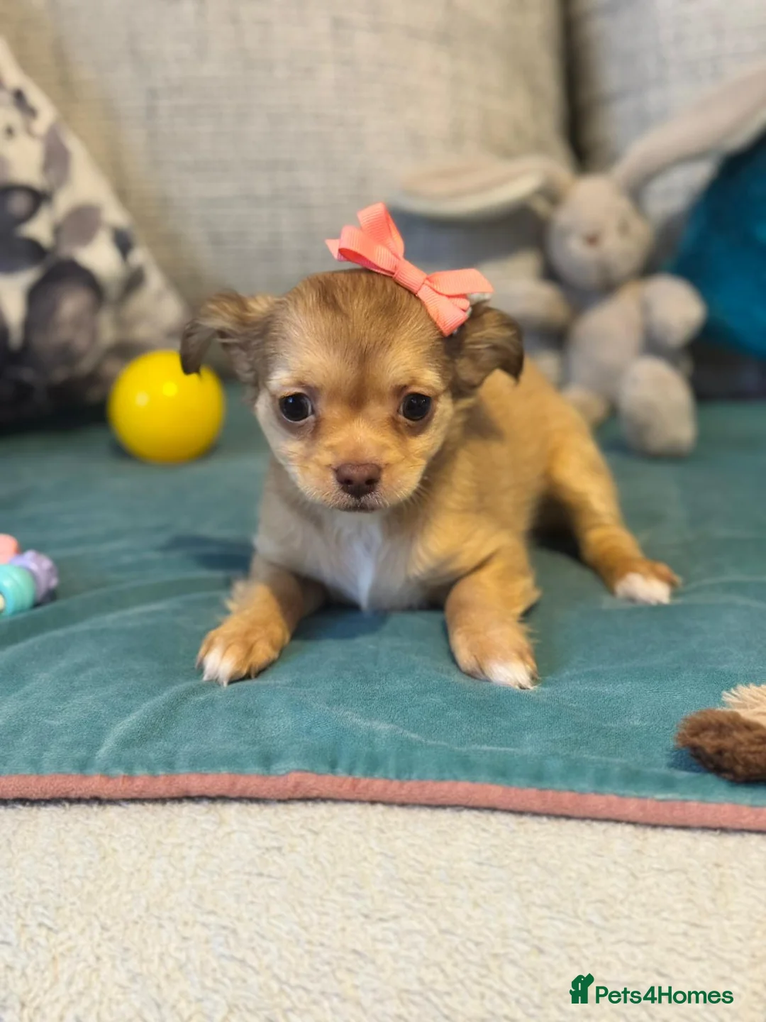 Chihuahua dogs for sale: 🐾 Long-Haired Chihuahua Puppy–Deer Head 🐾 - Advert 8
