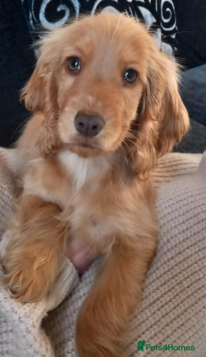 Cocker Spaniel dogs Last Show Cocker Girl Ready Now  - Advert 3