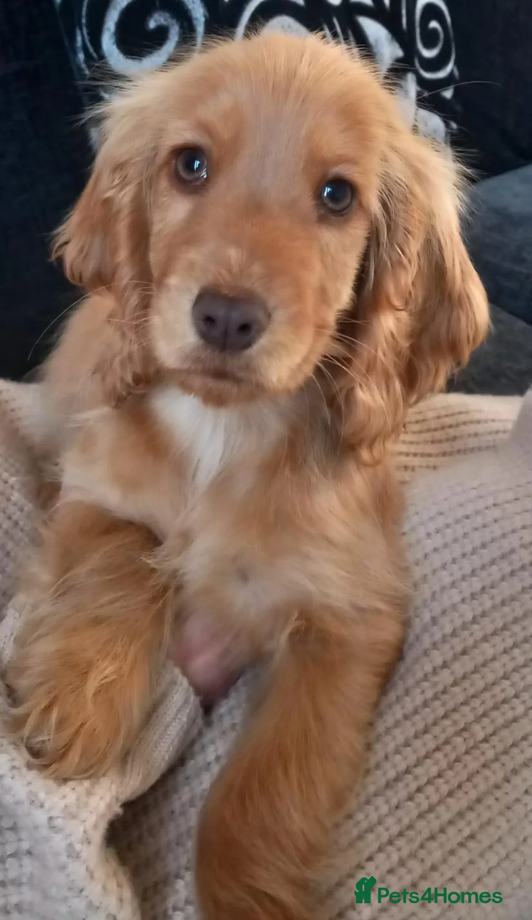 Cocker Spaniel dogs for sale: Last Show Cocker Girl Ready Now  - Advert 1