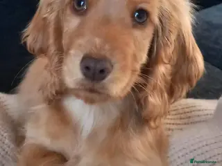 Cocker Spaniel dogs Last Show Cocker Girl Ready Now - Advert 3